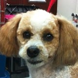 Clip-Pet Dog Grooming